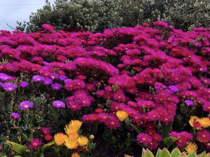 Picture of test Auction test auction